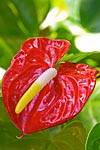 flore fleur exotique michel bordieu photographe anthurium anthurium andraeanum