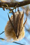 flore fleur exotique michel bordieu photographe kapokier ceiba pentandra