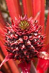 flore fleur exotique michel bordieu photographe ananas rouge bracteatus