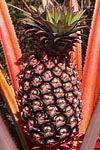 flore fleur exotique michel bordieu photographe ananas rouge bracteatus