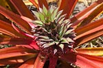 flore fleur exotique michel bordieu photographe ananas rouge bracteatus