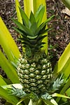 flore fleur exotique michel bordieu photographe ananas commun ananas comosus