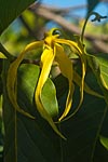 flore fleur exotique michel bordieu photographe ylang-ylang cananga odorata