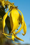 flore fleur exotique michel bordieu photographe ylang-ylang cananga odorata