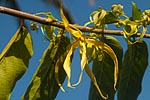flore fleur exotique michel bordieu photographe ylang-ylang cananga odorata