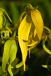 flore fleur exotique michel bordieu photographe ylang-ylang cananga odorata