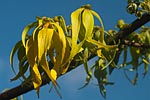flore fleur exotique michel bordieu photographe ylang-ylang cananga odorata