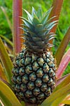 flore fleur exotique michel bordieu photographe ananas commun ananas comosus