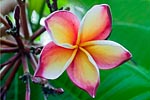 flore fleur exotique michel bordieu photographe frangipanier plumeria alba