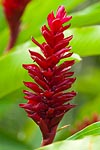 flore fleur exotique michel bordieu photographe alpinia héliconia purpurata