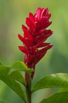 flore fleur exotique michel bordieu photographe alpinia héliconia purpurata