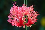 flore fleur exotique michel bordieu photographe lanterne japonaise hhibiscus schizopetalus
