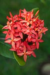 flore fleur exotique michel bordieu photographe hortensia de Chine ixora sp