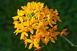 flore fleur exotique michel bordieu photographe orchidee epidendrum