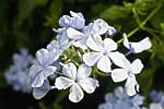 flore fleur exotique michel bordieu photographe dentelaire du Cap plumbago capensis
