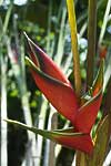 flore fleur exotique michel bordieu photographe bec de perroquet, dwarf jamaican heliconia stricta