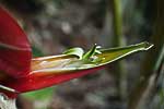 flore fleur exotique michel bordieu photographe bec de perroquet, dwarf jamaican heliconia stricta