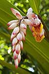 flore fleur exotique michel bordieu photographe larme de la vierge, gingembre coquille, A toux maux,fleur coquillage alpinia zerumbert