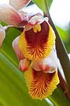 flore fleur exotique michel bordieu photographe larme de la vierge, gingembre coquille, A toux maux,fleur coquillage alpinia zerumbert
