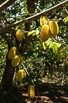 flore fleur exotique michel bordieu photographe carambolier averrhoa carambola