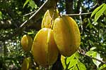 flore fleur exotique michel bordieu photographe carambolier averrhoa carambola