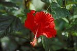 flore fleur exotique michel bordieu photographe hibiscus rosa sensis
