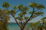 flore fleur exotique michel bordieu photographe palmier de Madagascar pachypodium lamerei
