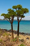 flore fleur exotique michel bordieu photographe palmier de Madagascar pachypodium lamerei