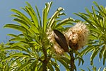 flore fleur exotique michel bordieu photographe palmier de Madagascar pachypodium lamerei