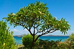 flore fleur exotique michel bordieu photographe frangipanier plumeria alba