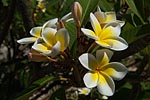 flore fleur exotique michel bordieu photographe frangipanier plumeria alba