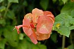 flore fleur exotique michel bordieu photographe chapeau chinois holmskioldia sanguinea