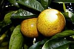 flore fleur exotique michel bordieu photographe oranger citrus sinensis