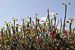 flore fleur exotique michel bordieu photographe epine du Christ euphorbia milii