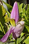 flore fleur exotique michel bordieu photographe bananier fleurs musa ornata