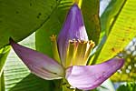 flore fleur exotique michel bordieu photographe bananier fleurs musa ornata