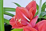 flore fleur exotique michel bordieu photographe amaryllis hippeastrum sp.