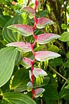 flore fleur exotique michel bordieu photographe Bec de perroquet sexy pink heliconia chartacea