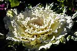 flore fleur exotique michel bordieu photographe choux d'ornement crassica oleracea
