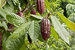 flore fleur exotique michel bordieu photographe cacao criollo theobroma cacao