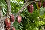 flore fleur exotique michel bordieu photographe cacao criollo theobroma cacao