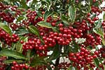 flore fleur exotique michel bordieu photographe ardisie, bois de noël ardisia crenata