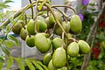 flore fleur exotique michel bordieu photographe zévi, prunes de cythère spondias dulcis