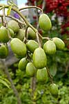 flore fleur exotique michel bordieu photographe zévi, prunes de cythère spondias dulcis