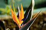 flore fleur exotique michel bordieu photographe oiseau du paradis strelitzia reginae