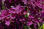 flore fleur exotique michel bordieu photographe coleus, vieux garçon solenostemon scutellarioides