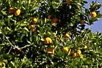 flore fleur exotique michel bordieu photographe oranger citrus sinensis