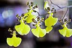 flore fleur exotique michel bordieu photographe orchidee oncidium