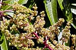 flore fleur exotique michel bordieu photographe manguier mangifera indica