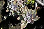 flore fleur exotique michel bordieu photographe echeveria echeveria seconda